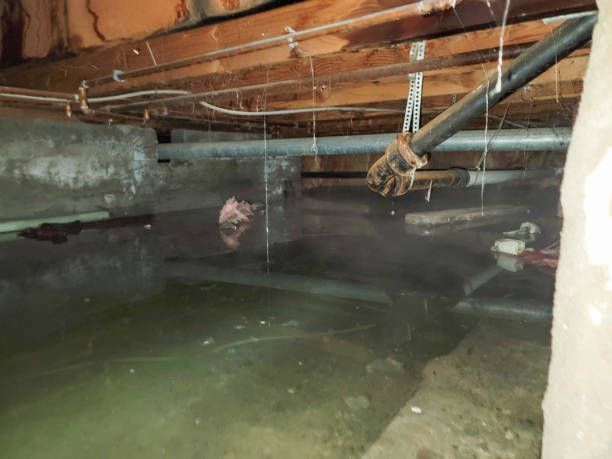 Best Water damage restoration near me  in Oral City, FL