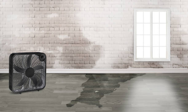 Best Professional water damage repair  in Oral City, FL